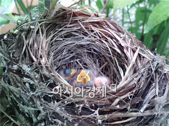 순천정원박람회장에  둥지 마련한  ‘붉은머리 오목눈이’