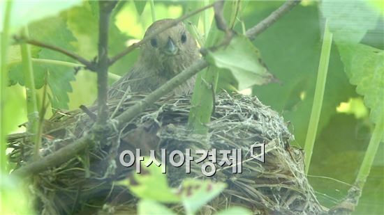 순천정원박람회장에  둥지 마련한  ‘붉은머리 오목눈이’