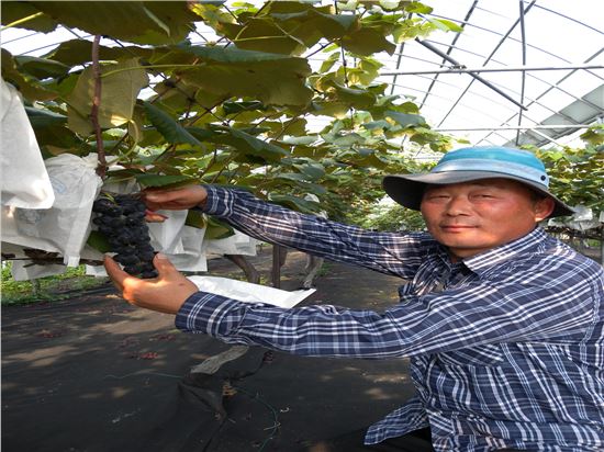 건강의 섬 완도 해변포도 첫 수확