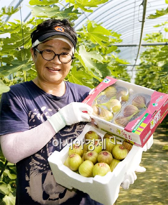 신비의 웰빙과일, 해남 무화과 인기 높아