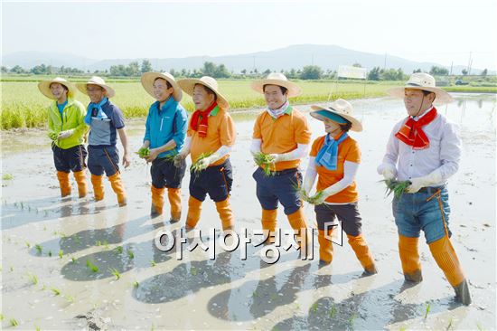 순천시 전국 최초, 벼 2기작 시범단지 모내기 실시