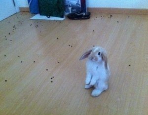 토끼 반성중 "똥 싸놓고 머리 조아린 모습 귀여워"