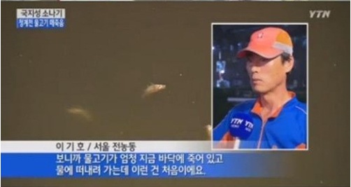 지난 5일 오후 내린 집중호우로 청계천에 오수가 유입돼 물고기가 떼죽음을 당했다. 사진은 당시 한 케이블TV 뉴스 채널의 보도 화면.  