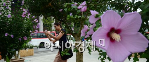 [포토]무궁화가 활짝, 엿새 앞으로 다가온 광복절