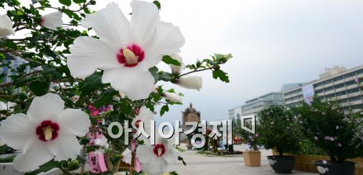 [포토]무궁화 핀 광화문 광장