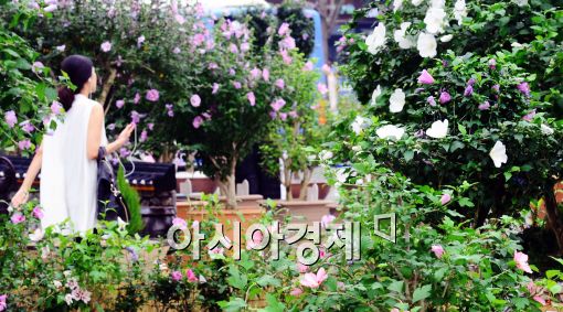 [포토]무궁화 꽃을 보며