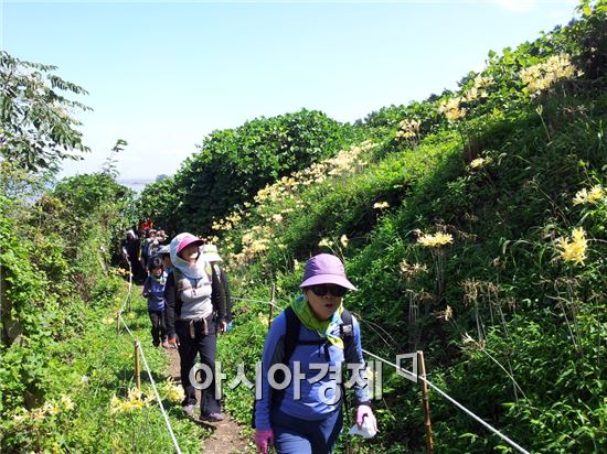 등산객들이 노랑 상사화가 핀 부안 마실길을 걷고 있다.