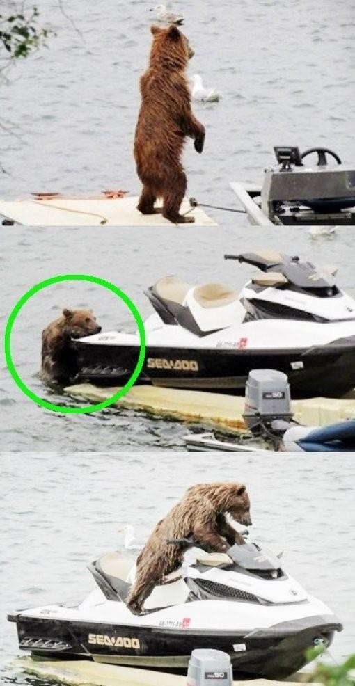 제트스키 타는 곰, "사람일거야" 폭풍관심