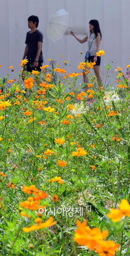 [포토]폭염 속 코스모스