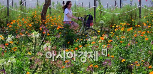 [포토]폭염 속에 활짝 핀 코스모스