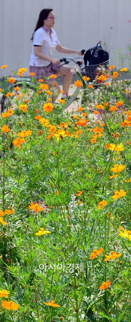 [포토]코스모스 활짝, 자전거 타는 시민