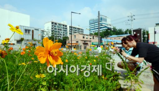 [포토]파란 하늘 아래 코스모스가 활짝