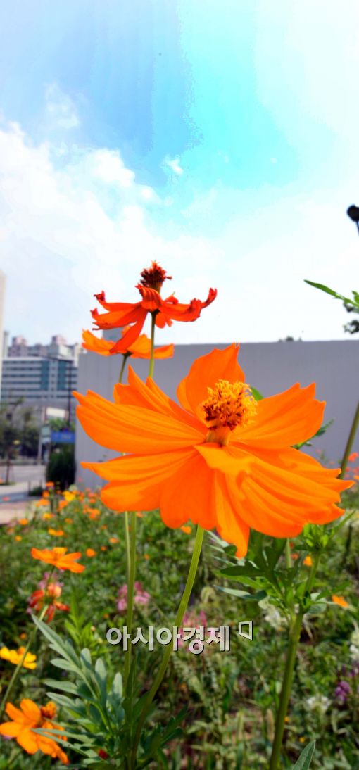 [포토]활짝 핀 코스모스