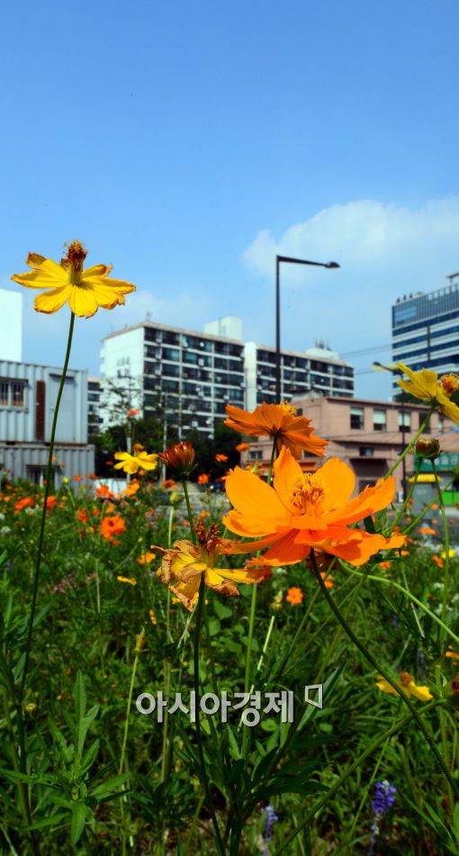 [포토]도심에 핀 코스모스, 날씨는 여전히 폭염