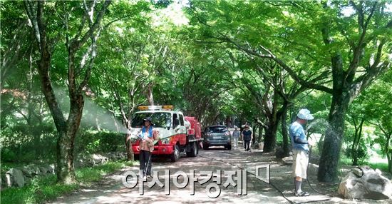 정읍시,폭염 대비 '내장산 단풍나무' 살려라