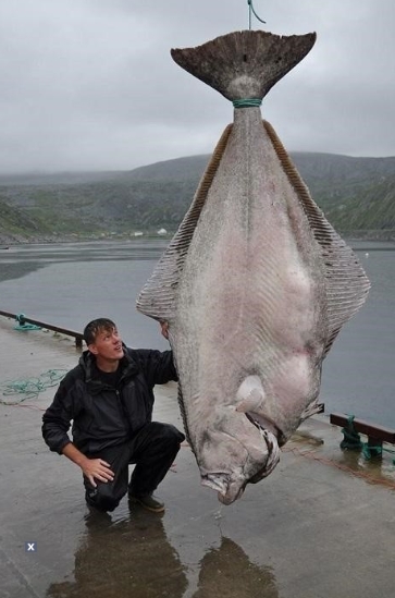 ▲233kg 괴물 가자미(출처: 온라인 커뮤니티화면 캡쳐)