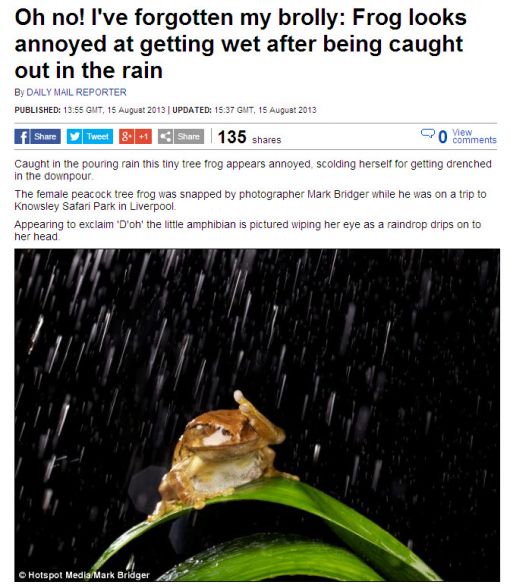 망연자실 개구리 포착, "아차차 우산 안가져 왔구나"