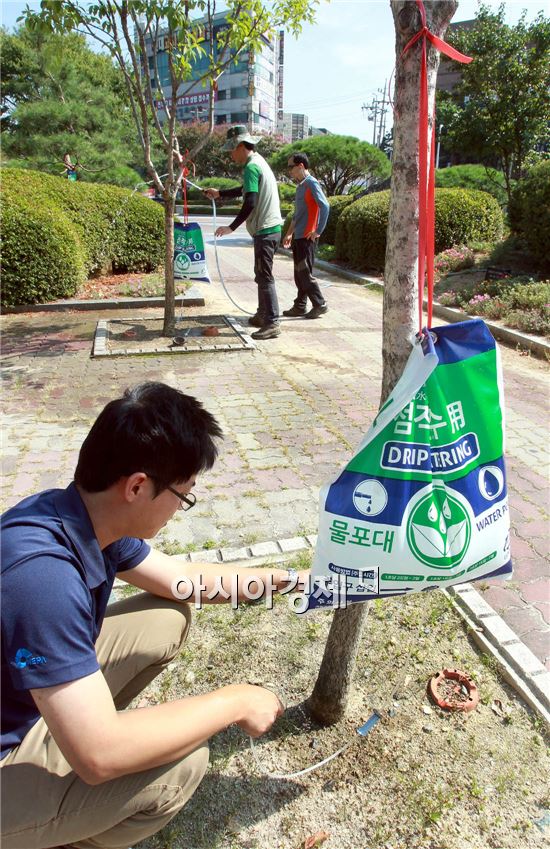 [포토]폭염 속 나무에 물주머니 설치 