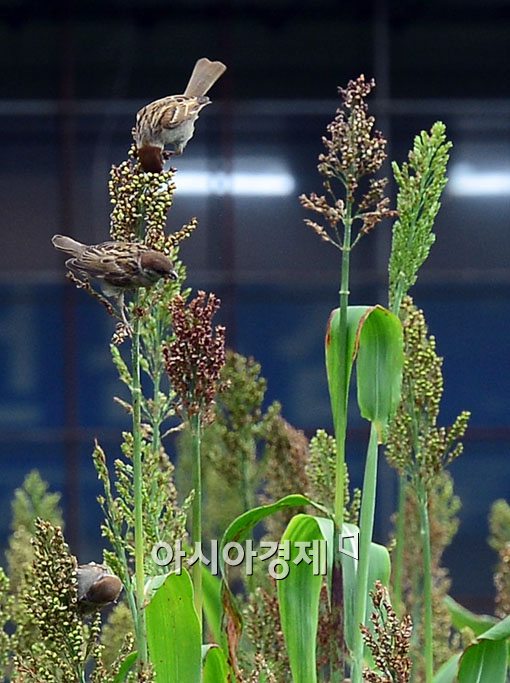 [포토]풍요로운 가을이 성큼 