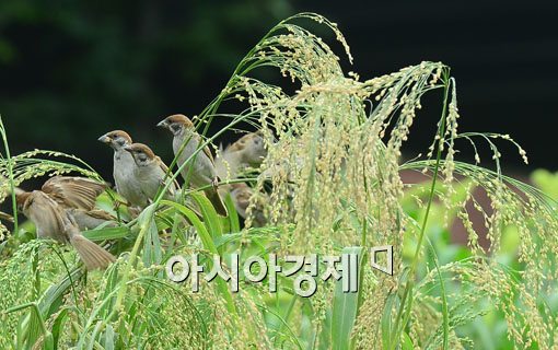 [포토]가을 언제 오려나