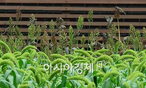 [포토]숨은 참새 찾기 