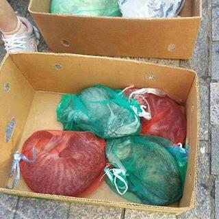 "고양이 소주를 막아주세요" … 양파망에 담긴 생명들