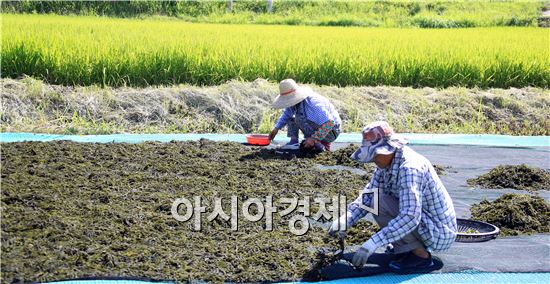 완도 약산도, 청각 채취 어민들 구슬땀