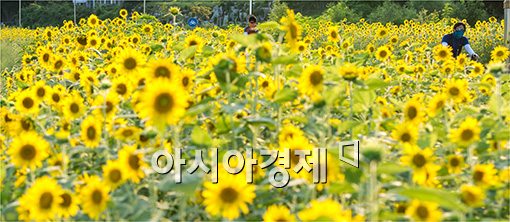 [포토]흐드러진 해바라기