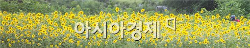 [포토]노란 해바라기 길