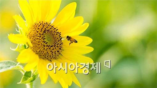 [포토]'꿀벌, 해바라기에 반하다'