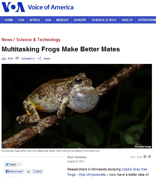 ▲암컷 개구리는 멀티 태스킹에 능한 수컷을 선호한다는 연구 결과과 보도됐다.(사진출처:VOAnews)
