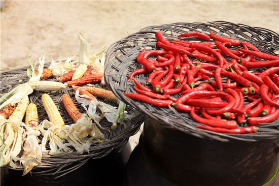 [조문환의 평사리日記]태양초