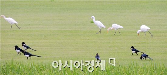 [포토]'백로와 까치'의 아름다운 동행