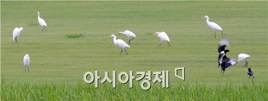 [포토]한 폭의 그림을 연상케 하는 ' 백로 와 까치'