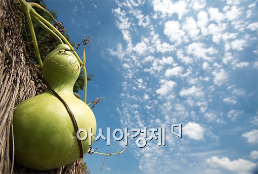 [포토]조롱박과 파란 하늘