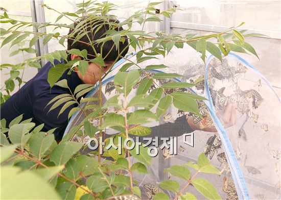 최 씨의 아들 최훈철(28)씨가 아버지와 함께 나비를 사육하고 있다.
