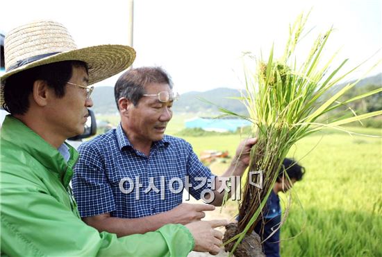 강진원 강진군수, 벼 병해충 발생현장 방문