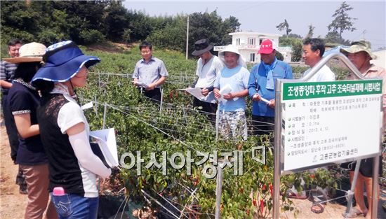 고흥군, 고추 조숙터널 재배로 농가 고소득 창출