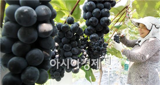 남원 흥부골 아영 포도, 본격 출하 소비자들 각광