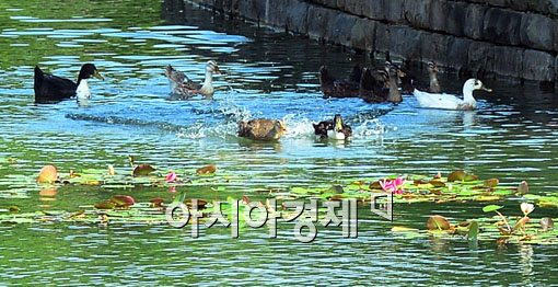 [포토]천고압비?