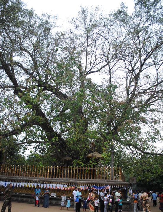 ▲사원 곁에는 오랜 역사만큼 운치가 있는 큰 나무가 자리잡고 있다.
