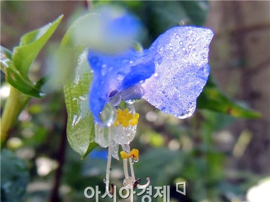 [포토]영롱한 이슬 머금은 '닭의장풀'
