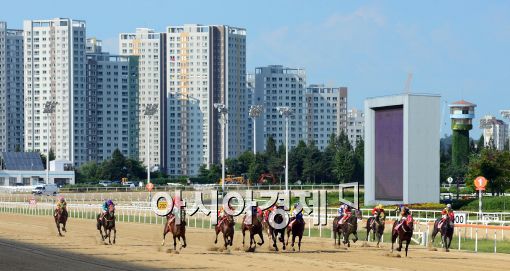 [포토]'힘차게 달리는 경주마'