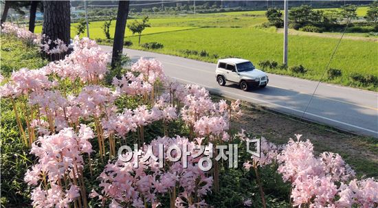 [포토]가을의 전령사  ‘상사화’ 만개 