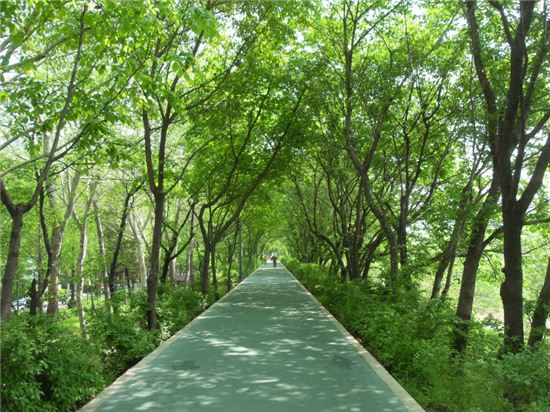 양재천 상단길 전 구간 수목터널 만든다 