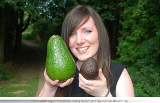 사람 얼굴 크기 만한 '거대 아보카도' 등장