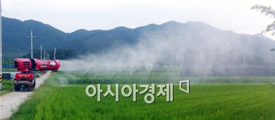 곡성군, 벼멸구 중점방제 추진