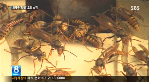 ▲전국 도심에 나타난 '외래종 말벌'이다.(출처: SBS 8시 뉴스 캡처)