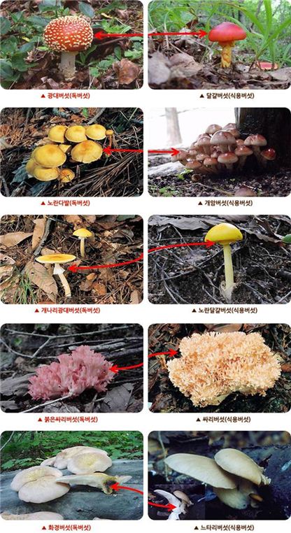 모양이 비슷한 독버섯과 식용버섯들. 사진제공=산림청