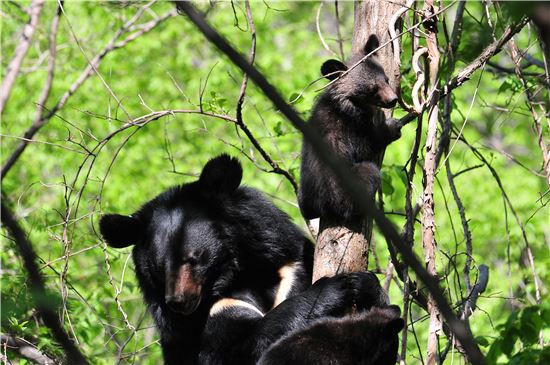 지리산 반달가슴곰…유전자 분석 관리 받는다